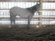 Clairissa Westbrooks