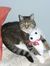 Missy Cat