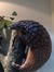 Otto
