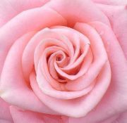 Rose Salah