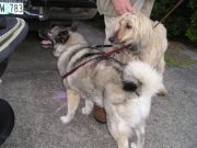 Nancy Millis machaffie