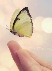 Aalaa Yehia
