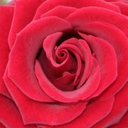 م.عبدالرزاق شاهين الأحمر