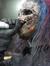 Corey Zeya