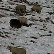 Jasmine Barton-smith