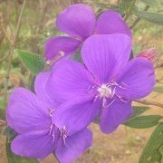 Kathyrence Patinga-academia