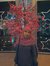 Wulan Sary