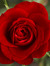 Wild_irish_rose