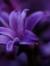 Flower ...