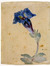 Gentian