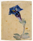 Gentian