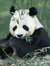 El Panda