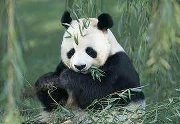 El Panda