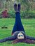 Heba