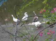 ফারিহা ফারি