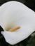 Lynne Jones