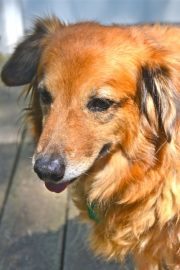 Sonja Young-housenga