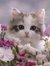 Hafsa S...