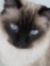 Sheri W...