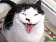 Akmal Asyiqien