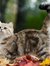 Catryn ...