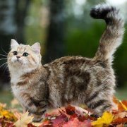 Catryn Tong