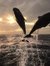 Befly B...