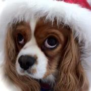 Kimberly Anuszkiewicz