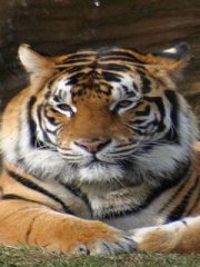 Abhijeet Padmakumar