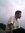 Fajar D...