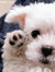 Cathee
