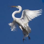 নীড় হারা