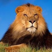 منذر البلاونة