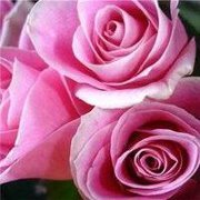 فاطمة الجزائرية