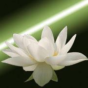 Zulma Navarro-stephenson