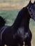 El Cavallo