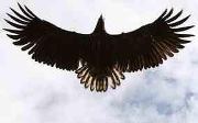 Eagle Wings