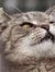 Kucing ...