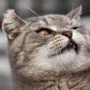 Kucing Parsi