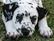 Sadie