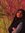 Elham S...
