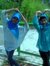 Pipit S...