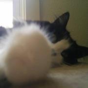 Terriandaaron Sayers