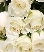 د.اسراء الياسري