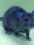 Grau Ratte