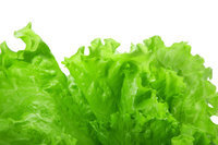 Ning Lettuce
