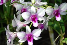 Jenny