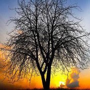 أسامة بوضياش