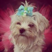 Danielle Neher dunham