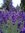 Lavender Blue